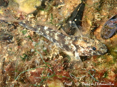 Gobius niger
