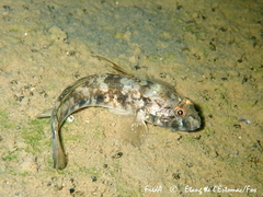 Gobius niger
