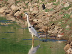 Ardea cinerea cinerea