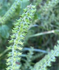 Perilla