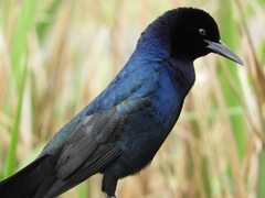 Quiscalus major westoni