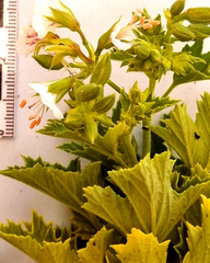 Pelargonium ribifolium