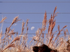 Schizachyrium spicatum