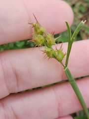 Cenchrus longispinus