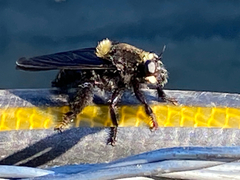 Mallophora leschenaulti