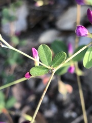 Lespedeza repens
