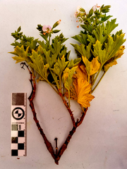 Pelargonium ribifolium