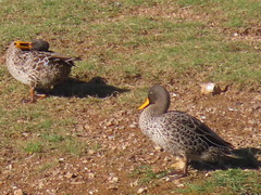 Anas undulata undulata
