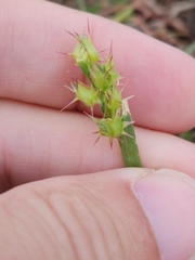 Cenchrus longispinus