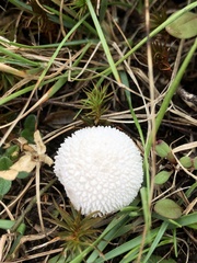 Lycoperdon curtisii