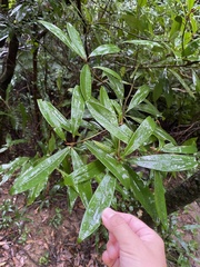 Myrsine seguinii