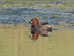 Tachybaptus ruficollis capensis