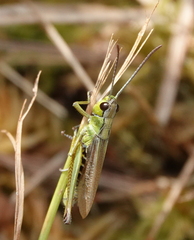 Pseudochorthippus montanus