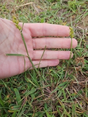 Cenchrus longispinus