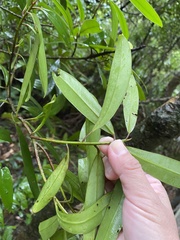 Myrsine seguinii
