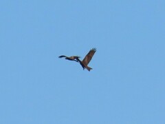 Milvus migrans parasitus