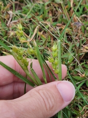 Cenchrus longispinus