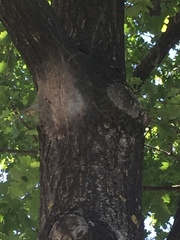 Thaumetopoea processionea