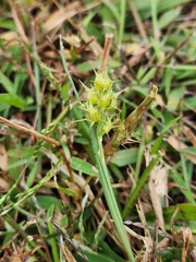 Cenchrus longispinus