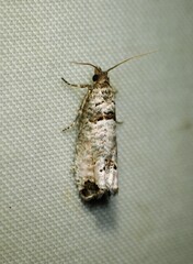 Notocelia culminana