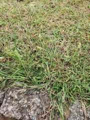 Cenchrus longispinus