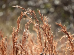 Schizachyrium spicatum
