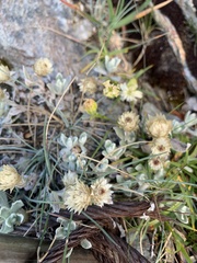 Anaphalis nepalensis