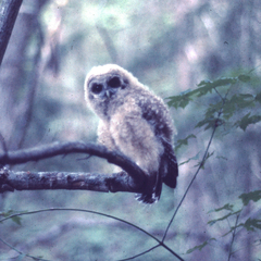Strix occidentalis