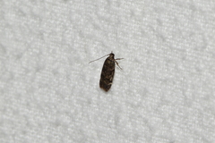 Chionodes formosella
