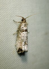Notocelia culminana