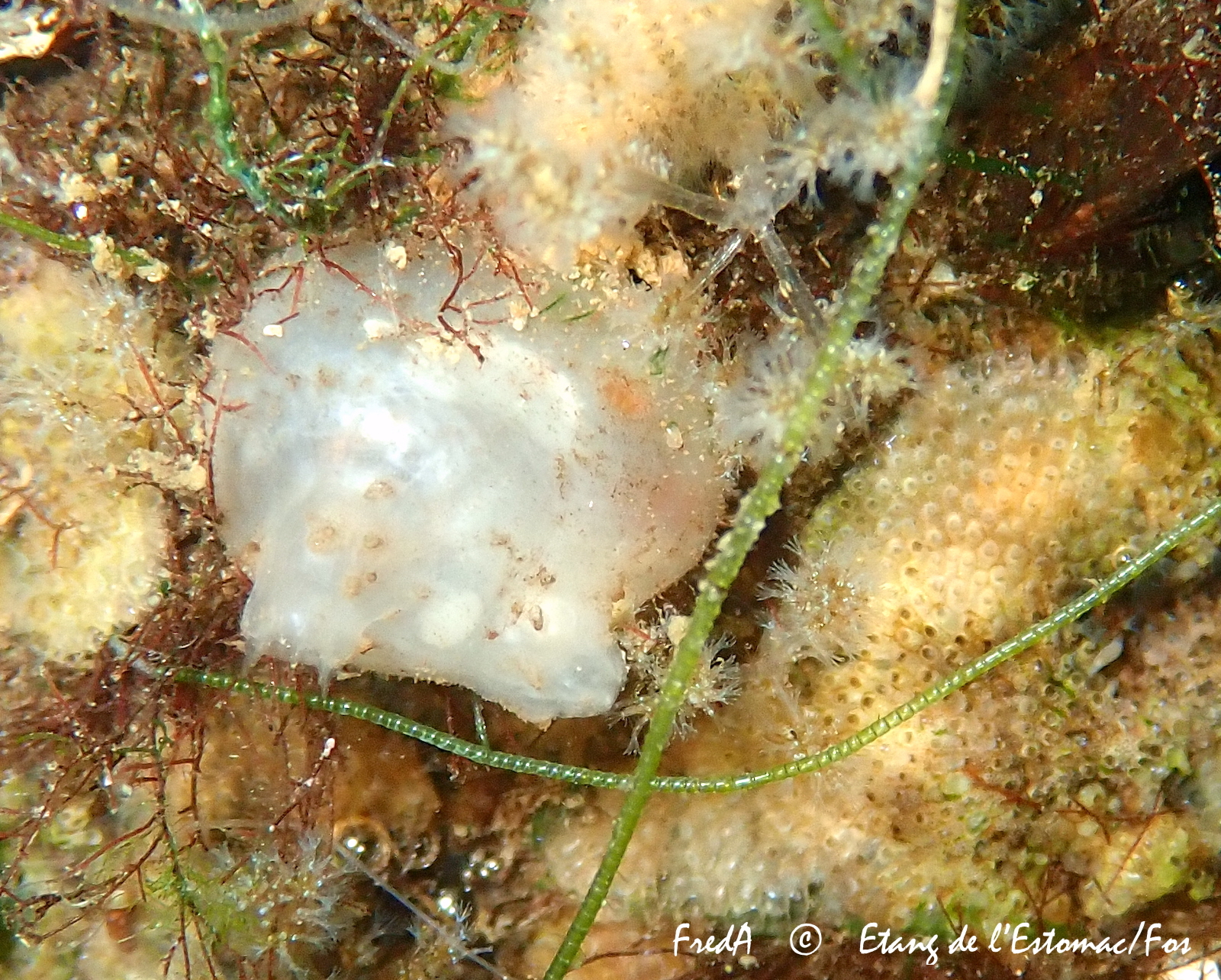 Molgula manhattensis (De Kay, 1843)