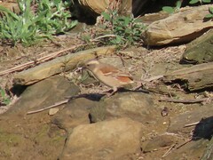 Passer melanurus melanurus
