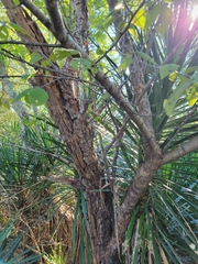 Ulmus glabra