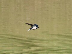 Hirundo albigularis