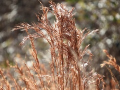 Schizachyrium spicatum