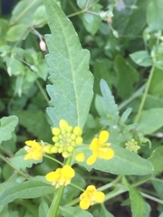 Rorippa sylvestris