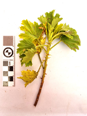 Pelargonium ribifolium