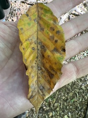 Acalitus ferrugineum