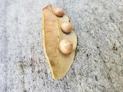 Belonocnema treatae