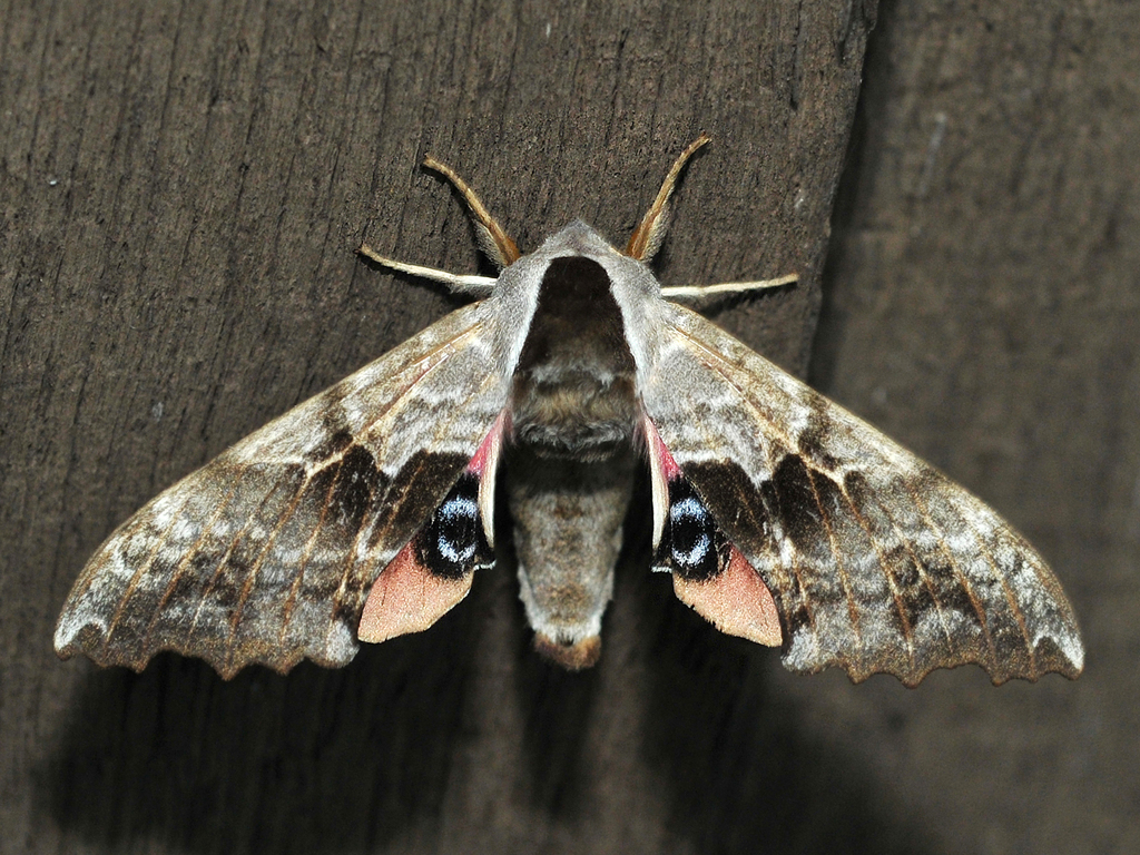 Smerinthinae