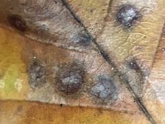 Acalitus ferrugineum