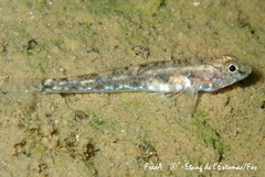 Pomatoschistus marmoratus