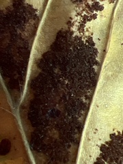 Acalitus ferrugineum