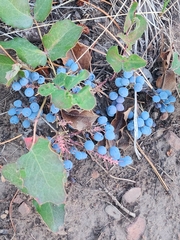 Berberis