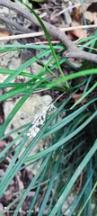 Liriope graminifolia