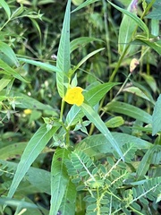 Ludwigia linearis