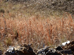 Schizachyrium spicatum