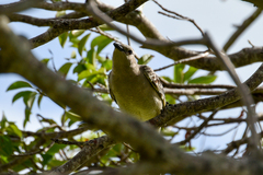 Chlamydera nuchalis