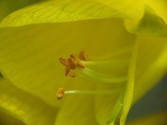 Sophora macrocarpa