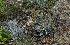 Jacobaea insubrica
